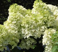 HydrangeapaniculataBobovn