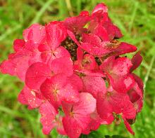 HydrangeapaniculataDiamantRougefelleroodkleuringvn