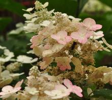 HydrangeapaniculataEarlySensationbijenvriendelijkvn