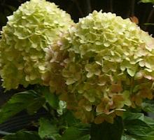 HydrangeapaniculataLittleLimesynJane4