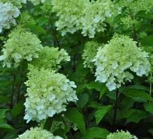 HydrangeapaniculataPolarBearcloseupyoungFlowers