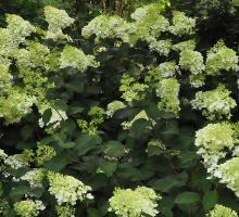 Hydrangea paniculata 'SIlverDollar'