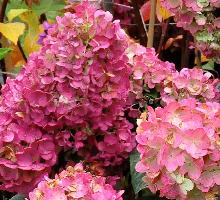 Hydrangea paniculata 'SIlverDollar'