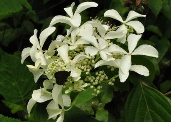 HydrangeapaniculataVasterivalsynGreatStar