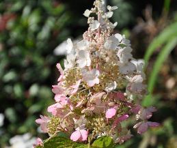 HydrangeapaniculataPINKYWINKYVN