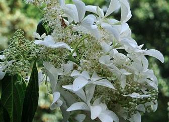 HydrangeapaniculataGreatStarsynLeVasterival