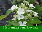 HydrangeapaniculataLevana3