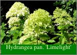 Hydrangea paniculata 'Pinky Winky' 5augustus tuin Dirk Staels