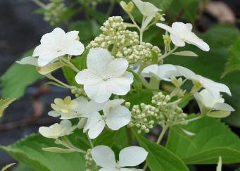 HydrangeapaniculataLevana3