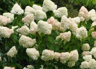 Hydrangea paniculata 'Limelight'in border