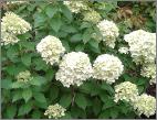 HYdrangeapaniculataLimelighttuinpoort