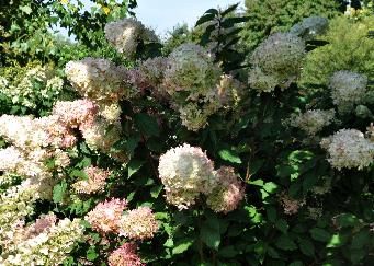 Hydrangea paniculata 'Phantom'  begin van rozeverkleuring uitbloei 15sept