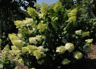 Hydrangea paniculata 'Phantom'global picture august VNN