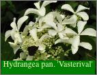 HydrangeapaniculataVasterivalsynGreatStar