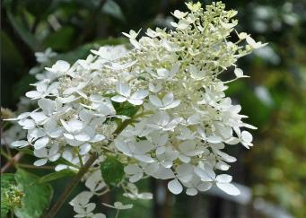 HydrangeapaniculataKyushujuli