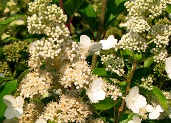 hydrangeapaniculatakyushu