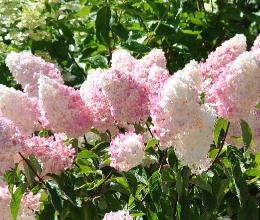 HydrangeapaniculataVanilleFraiseglobalview