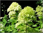 HydrangeapaniculataLimelightonzetuin