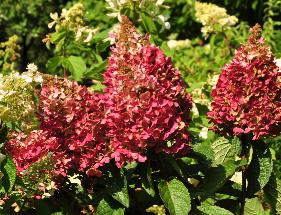 Hydrangea paniculata 'Pinky Winky' rode herfstkleuren 