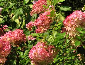 Hydrangea paniculata Vanille Fraise 