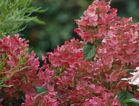 Hydrangea paniculata Bulk syn. 'EarlySensation'