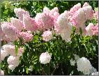 Hydrangea paniculata Pinky Winky rodeherfstkleuren vn