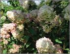 HydrangeapaniculataPhantom15septuitbloei