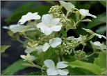 HydrangeapaniculataLevanabloem