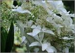 HydrangeapaniculataGreatStarsynLeVasterival