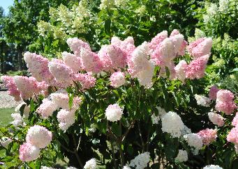 HydrangeapaniculataVanilleFraiseglobalview1