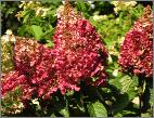 Hydrangea paniculata Pinky Winky rodeherfstkleuren vn