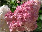 HydrangeapaniculataVanilleFraise2a