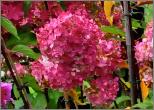 Hydrangea paniculata 'Sundae Fraise'