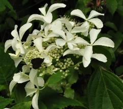 HydrangeapaniculataVasterivalsynGreatStar