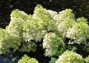 Hydrangea paniculata 'Bobo' vn