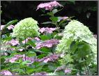 hydrangea pan limelight in border jan sterken