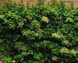 Hydrangeapetiolarisklimhortensiategenmuur