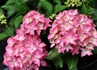 HydrangeaPiadwerghortensiabloemen