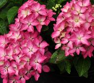 HydrangeaPiadwerghortensia