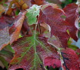 Hydrangeaquercifolia2VN