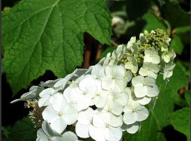 HydrangeaquercifoliaSnowQueen