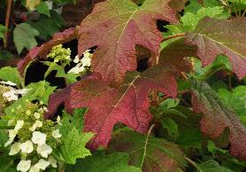 HydrangeaquercifoliaBurgundyvnherfstkleur