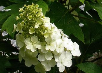 Hydrangea quercifolia 'Snow Queen' eikenbladhortensia