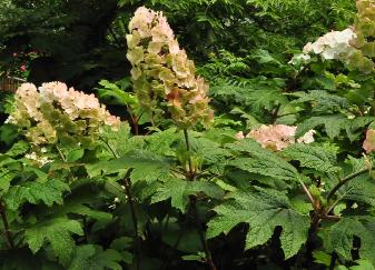 HYdrangea quercifolia 'Snow Queen' uitbloei bloemen locatie Hydrangeum