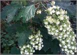 HydrangeaquercifoliaSnowflaketuinAjisai