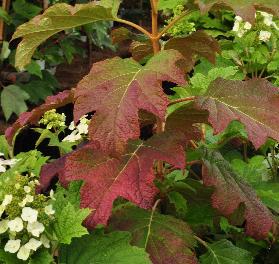 HydrangeaquercifoliaBurgundyvnherfstkleur