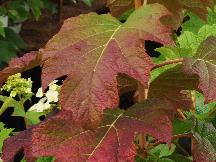 HydrangeaquercifoliaBurgundyvnherfstkleur