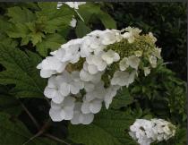 HydrangeaquercifoliaSnowQueen