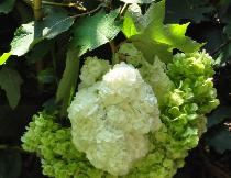 HydrangeaquercifoliaHarmonycloseupbloemen