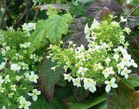 HydrangeaquercifoliaSnowFlakeVN2